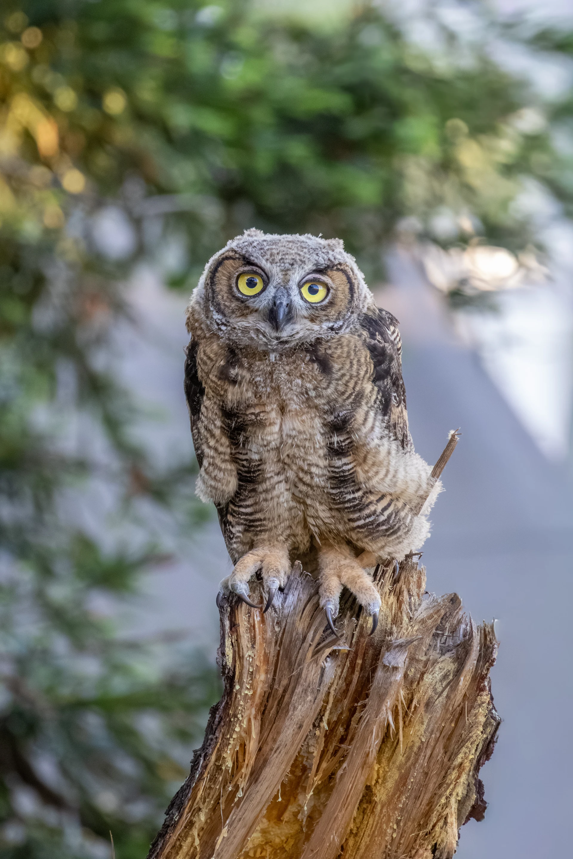 Bernal Heights Owlet