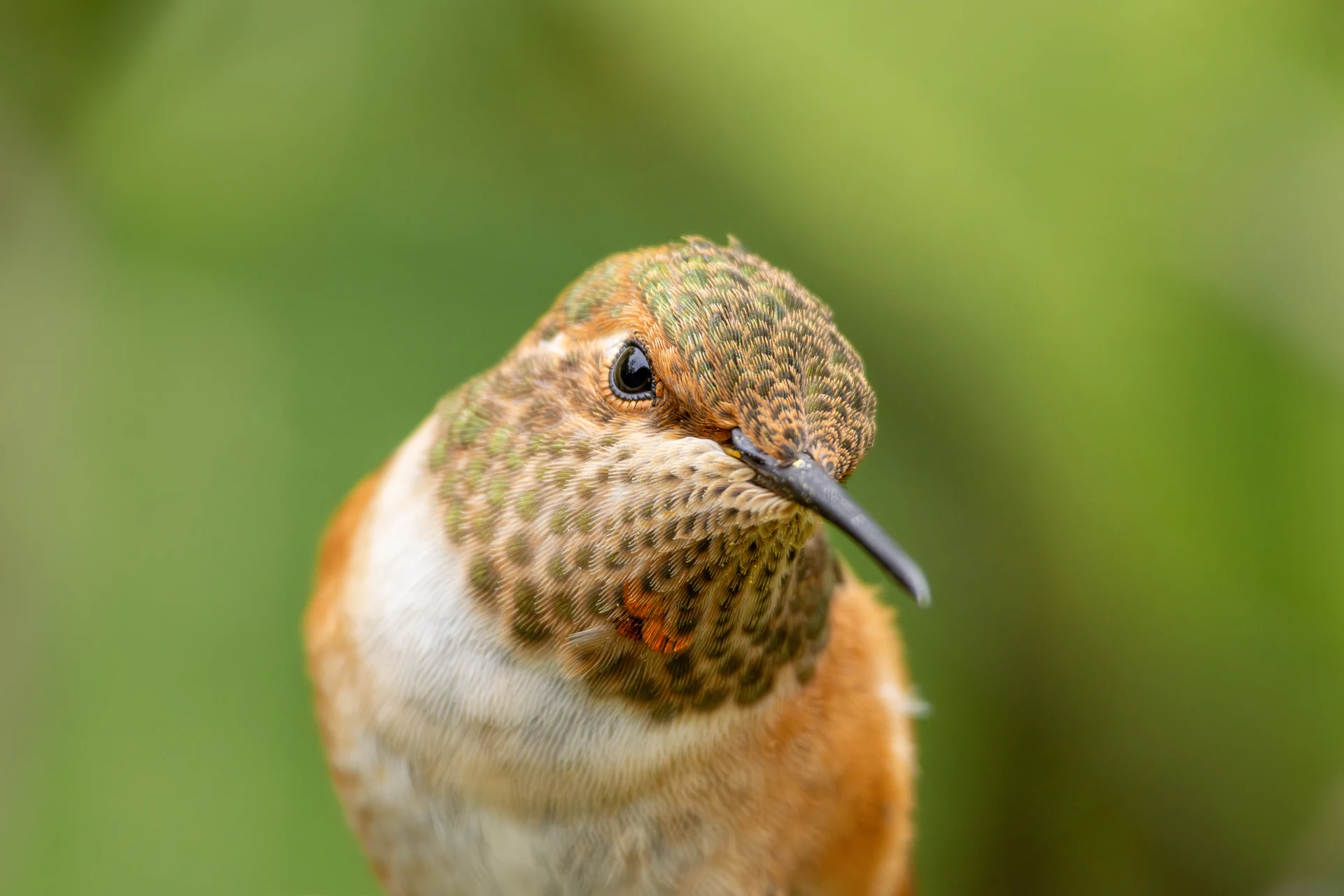 Allen's Hummingbird Closeup
