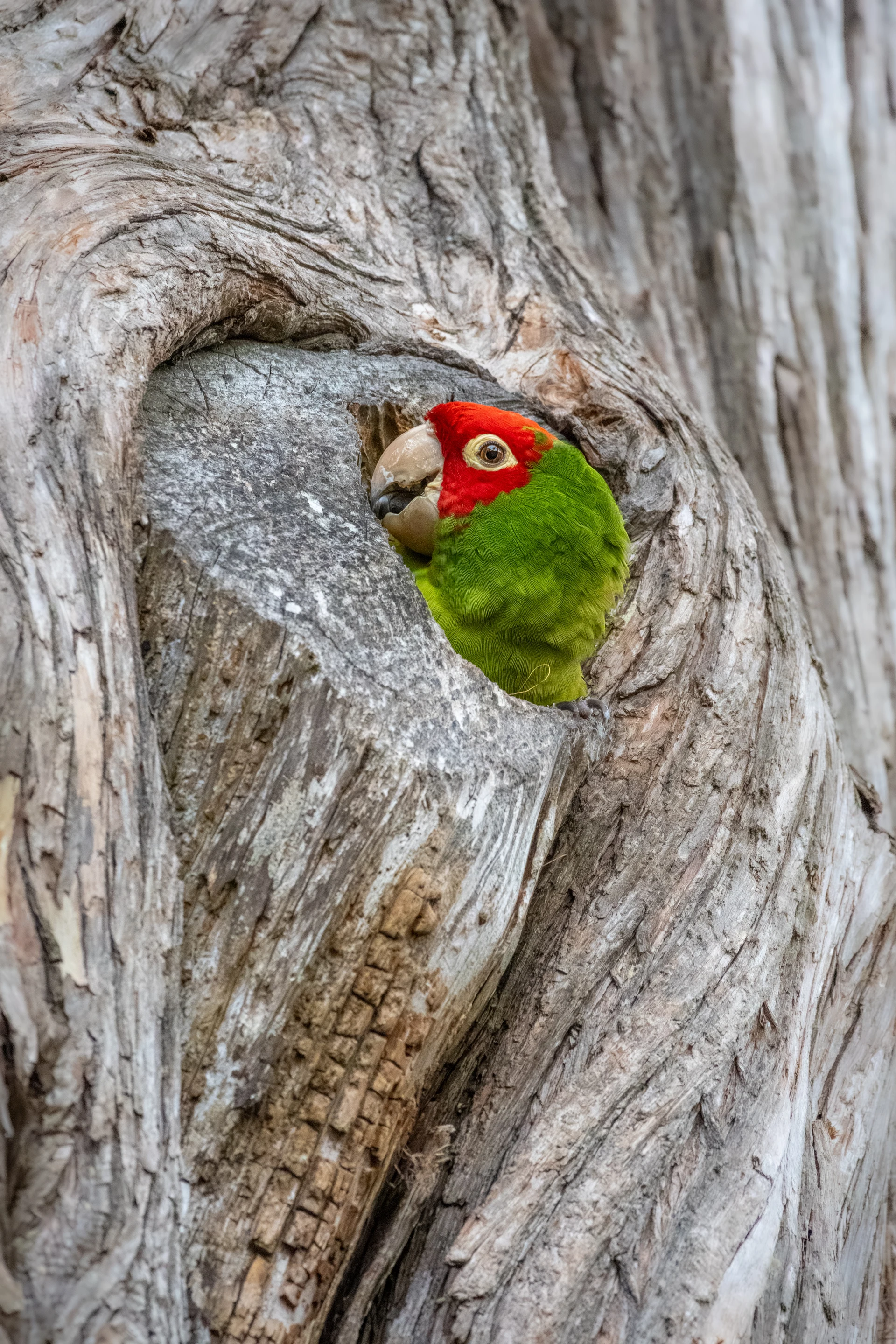 Red-masked Parakeet in Nest Cavity