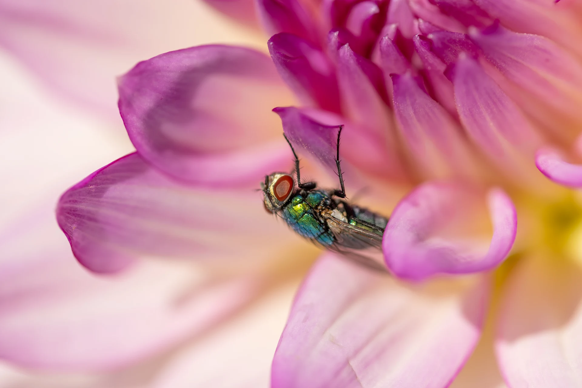 Dahlia Fly