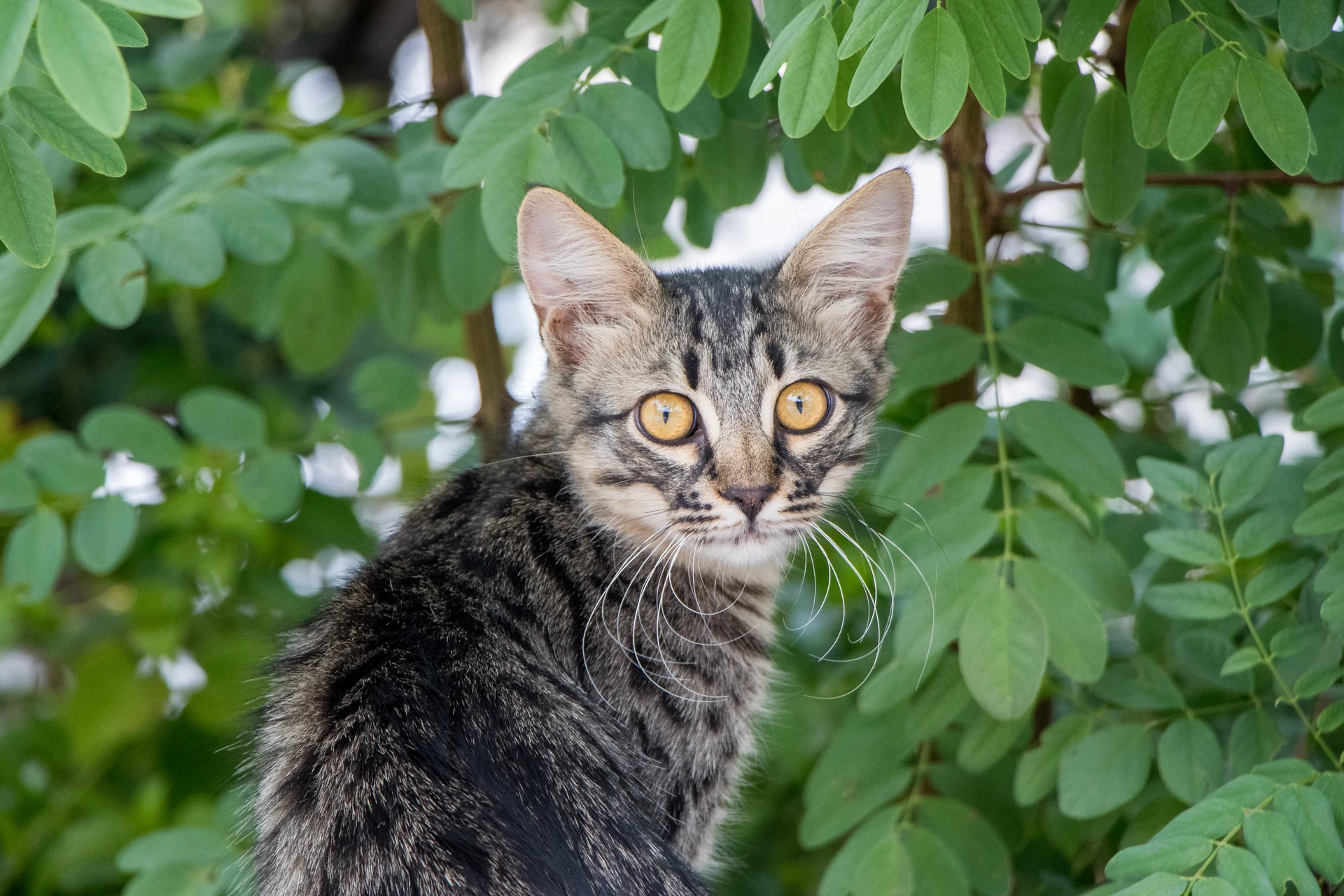 Orange-Eyed Tabby