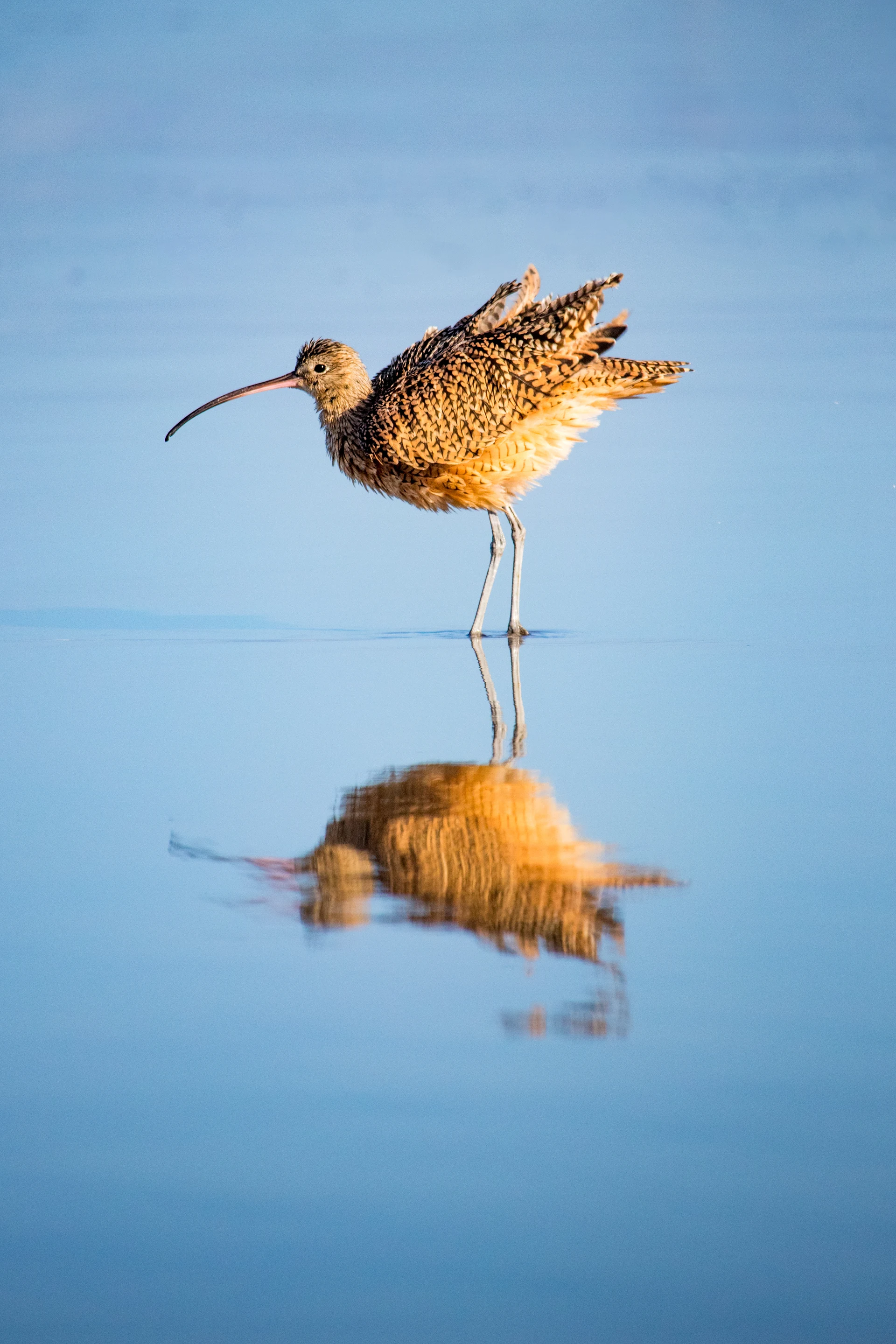 Curlew